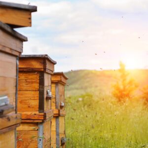 Buy through Dr. Ellen Heinitz for your natural healthcare needs and peace of mind.