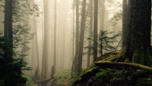 Dr. Ellen Heinitz is a naturopathic doctor for the whole family. Functional medicine combines modern healthcare with natural solutions. Accepting new patients in Hillsboro and Grants Pass, OR.