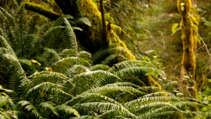 Dr. Ellen Heinitz is a naturopathic doctor for the whole family. Functional medicine combines modern healthcare with natural solutions. Accepting new patients in Hillsboro and Grants Pass, OR.