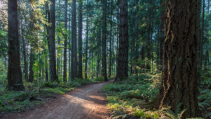 Let Dr. Ellen Heinitz join you on your natural healthcare journey.