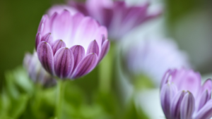 Let Dr. Ellen Heinitz join you on your natural healthcare journey.