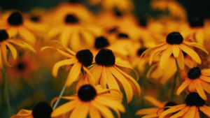 Let Dr. Ellen Heinitz join you on your natural healthcare journey.