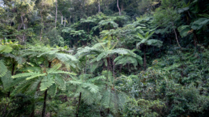 Dr. Ellen Heinitz will provide you a roadmap for your functional health journey.