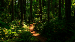 Dr. Ellen Heinitz is an integrative naturopathic doctor combining modern medicine and functional medicine.