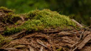 Dr. Ellen Heinitz is an integrative naturopathic doctor accepting new patients. Let her help you grow in your healthcare.