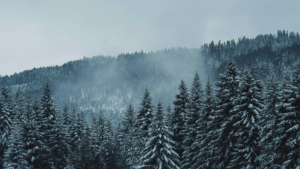 Dr. Ellen Heinitz is an integrative naturopathic doctor accepting new patients. Let her help you grow in your healthcare.