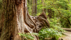 Dr. Ellen Heinitz is an integrative naturopathic doctor accepting new patients. Let her help you grow in your healthcare.