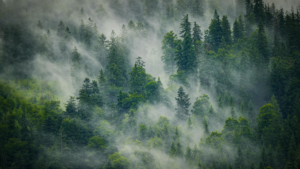 Dr. Ellen Heinitz is an integrative naturopathic doctor accepting new patients. Let her help you grow in your healthcare.