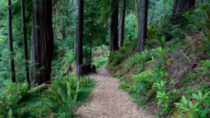 Let Dr. Ellen Heinitz join you on your natural healthcare journey.