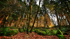 Let Dr. Ellen Heinitz join you on your natural healthcare journey.